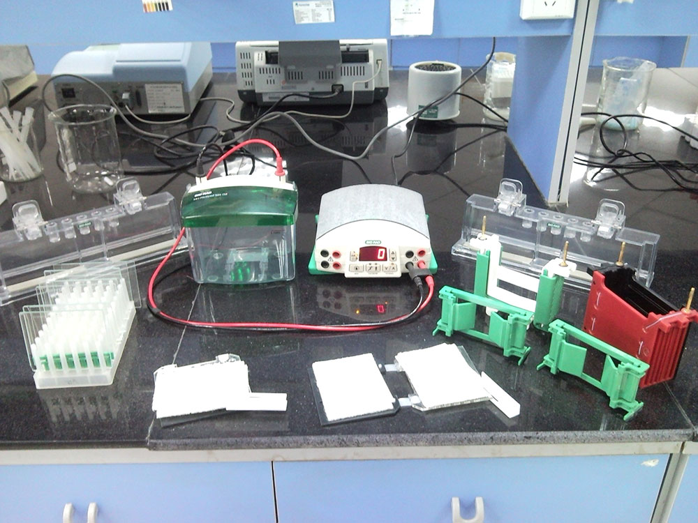 原裝進口美國伯樂第四代蛋白質電泳儀及電轉儀